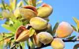 چگونه با کاشت نهال بادام یک سرمایه‌گذاری بزرگ و سودآور داشته باشیم؟