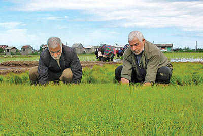 کیوی جای برنج شمال را گرفت