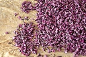 قابلیت مرجع شدن قیمت زعفران  در بورس کالا