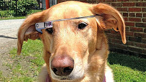سگ‌ها هم عینک گوگل را به چشم می‌زنند