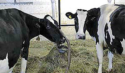 کاهش قیمت شیر در فصل برداشت علوفه