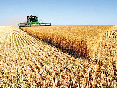 صادرات گندم از بورس کالا اوج می‌گیرد