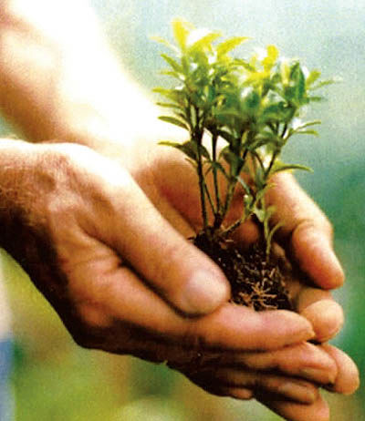 چارچوبی برای کشاورزی پایدار