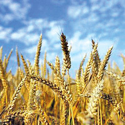 امسال هم 7میلیون تن گندم وارد می‌شود
