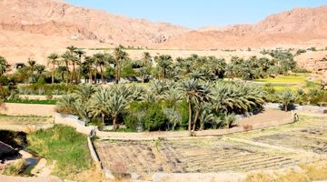 شهری سبز در دل کویر