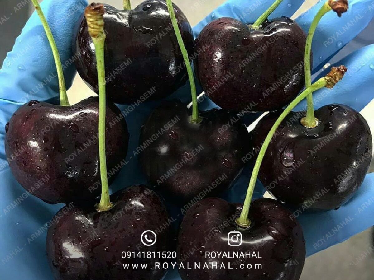 احداث باغ گیلاس با سه رقم اقتصادی و تجاری