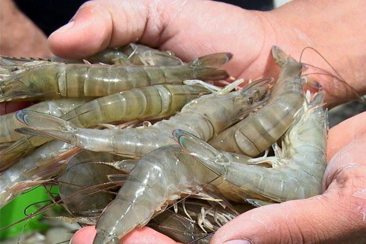 گام بلند هرمزگان در تولید میگوی پرورشی