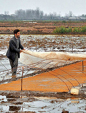 قیمت‌های تضمینی را با خرید تضمینی اشتباه نگیرید!