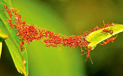 شبیه‌سازی شبکه‌های رایانه‌ای با رفتار مورچه‌ها