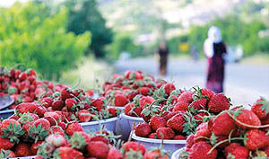 کردستان  قطب تولید توت‌فرنگی