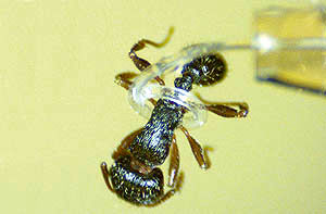 بازوهای کوچک برای جابه‌جایی مورچه‌ها