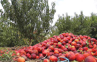 میوه‌هایی که روی دست می‌ماند!