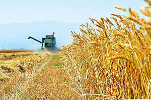افزایش 9 میلیون تنی تولیدات زراعی خوزستان و ایلام