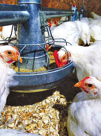 تولید 5/1میلیون تن گوشت مرغ در سال 87