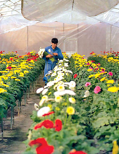 صادرات گل تسهیل می‌شود