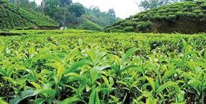 مقررات فنی اصلاح وضعیت چای و احداث باغ‌های آن