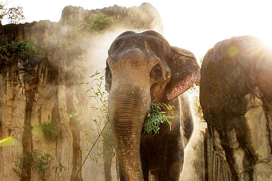 مرگ پیرترین فیل نر آسیایی