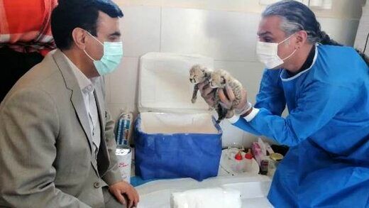 شیر بی‌کیفیت؛ علت مرگ دومین توله ایران