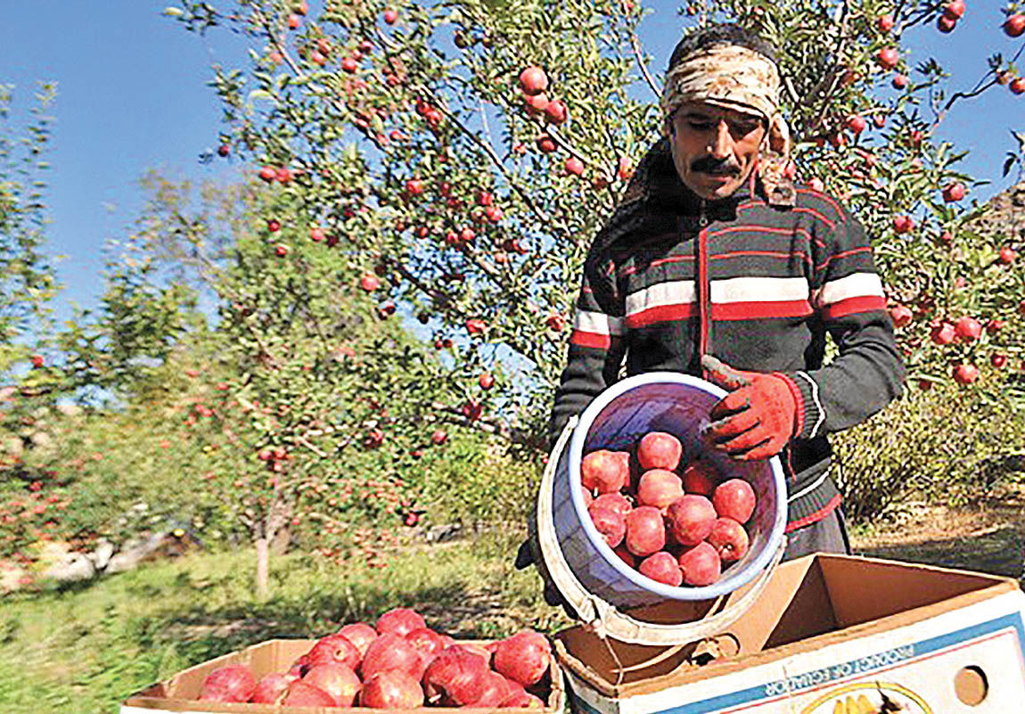  گلایه کشاورزان از سیب ارزان