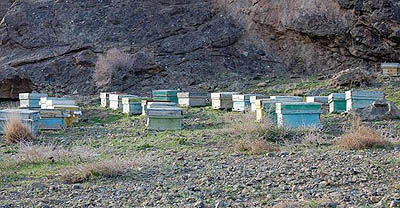 واردات عسل در پوشش مکمل‌های دارویی