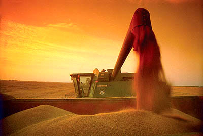 2میلیون تن گندم از کشاورزان خریداری شد