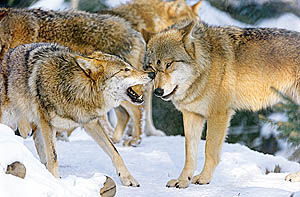 گرگ‌ها چگونه برای شکار سازمان‌دهی می‌شوند؟