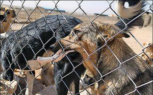 هشدار درباره رهاسازی شبانه سگ های شناسنامه دار