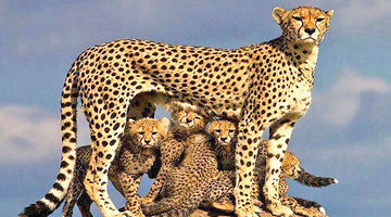 12‌درصد ایران تحت حفاظت محیط‌زیست