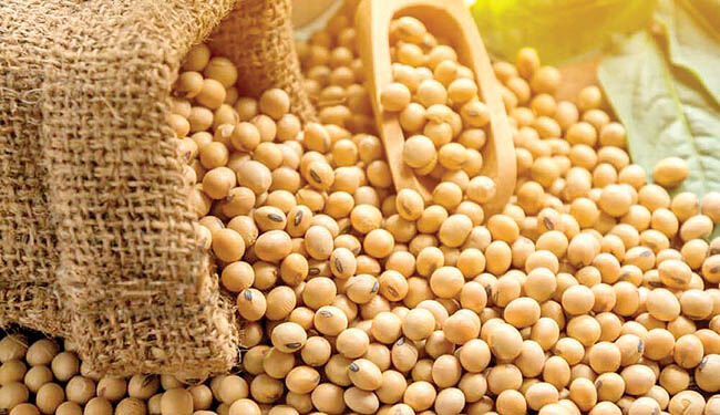 خرید تضمینی دانه روغنی سویا از 9هزار  تن گذشت