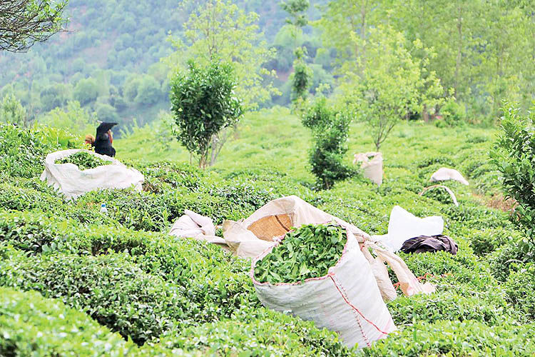 افزایش 24 درصدی خرید تضمینی  برگ سبز چای در گیلان