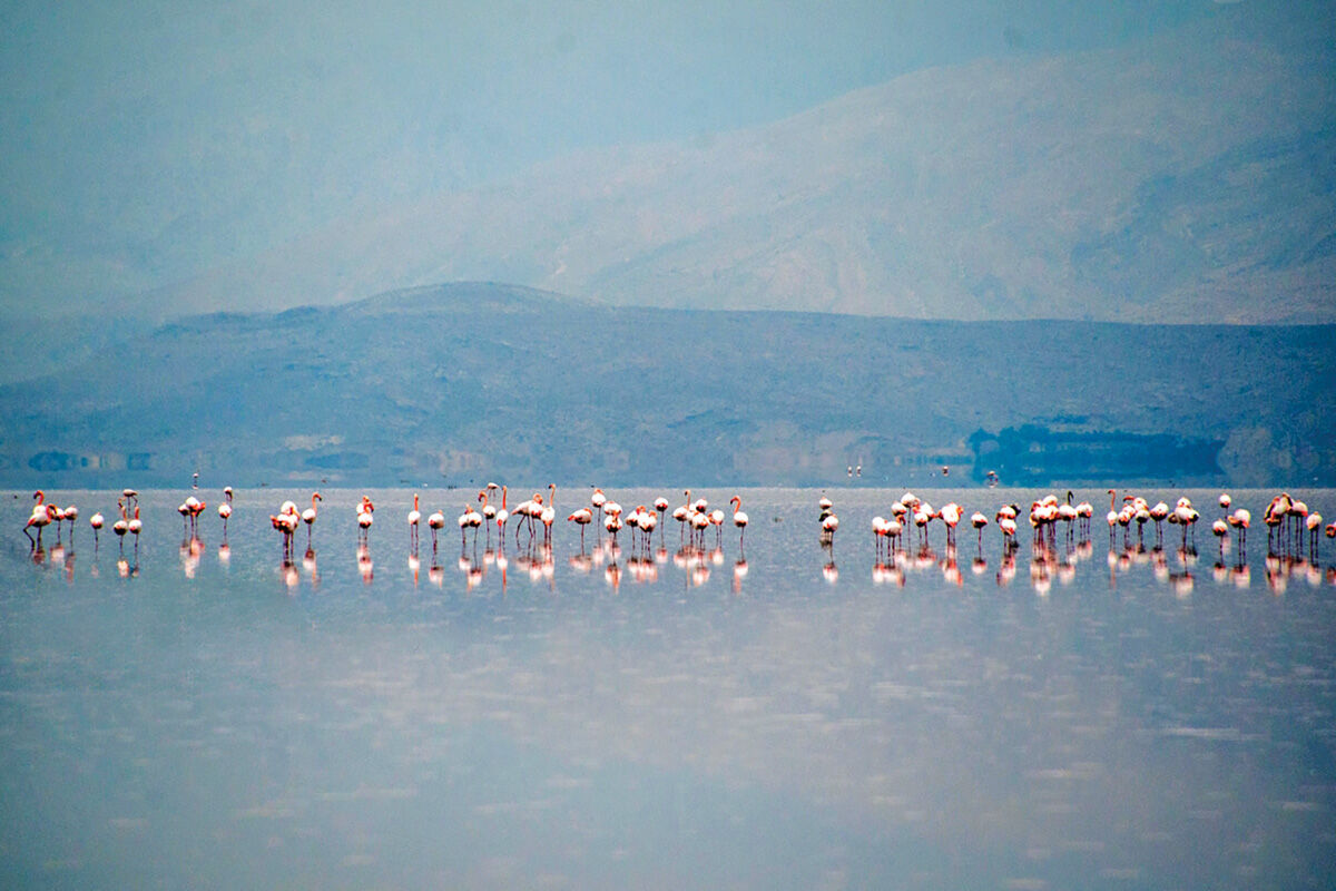مهارلو جان گرفت