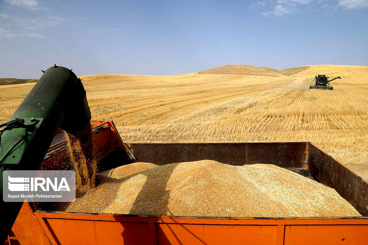 بیشترین میزان پرداختی گندم کاران به این استان‌