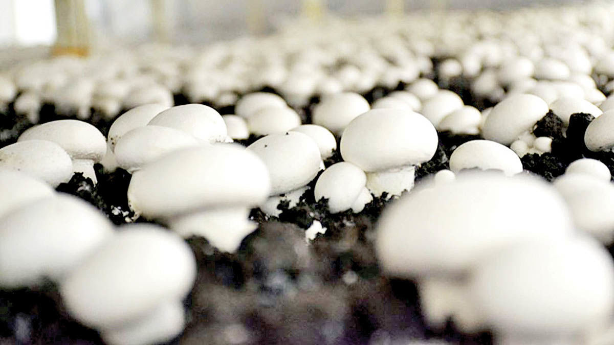 کوچک شدن بازار قارچ خوراکی