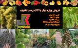 فروش ویژه نهال با 67 درصد تخفیف