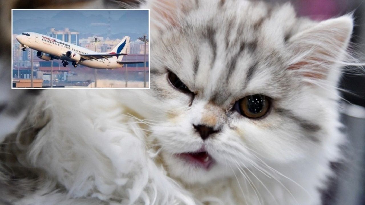گربه عصبانی باعث فرود اضطراری هواپیما شد 