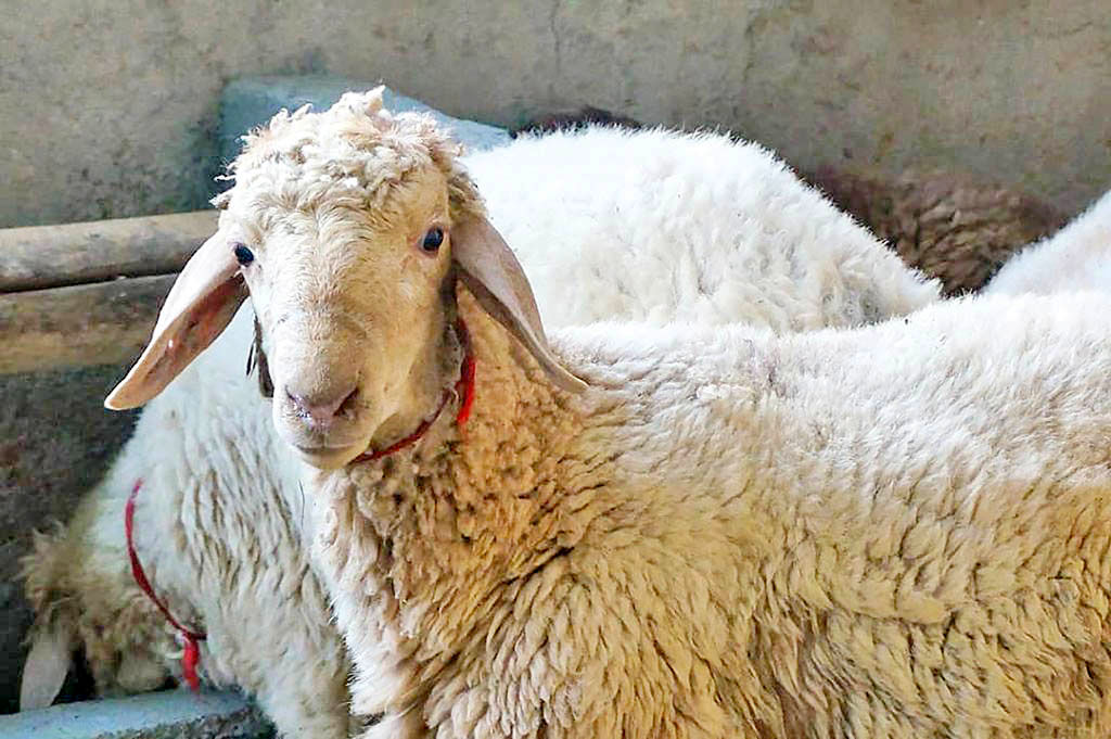 کیفیت گوسفند ایرانی حرف  اول دنیا را می‌زند