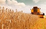 آغاز خرید تضمینی گندم و کلزا در لرستان