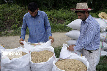 کاهش قیمت برنج ایرانی در بازار