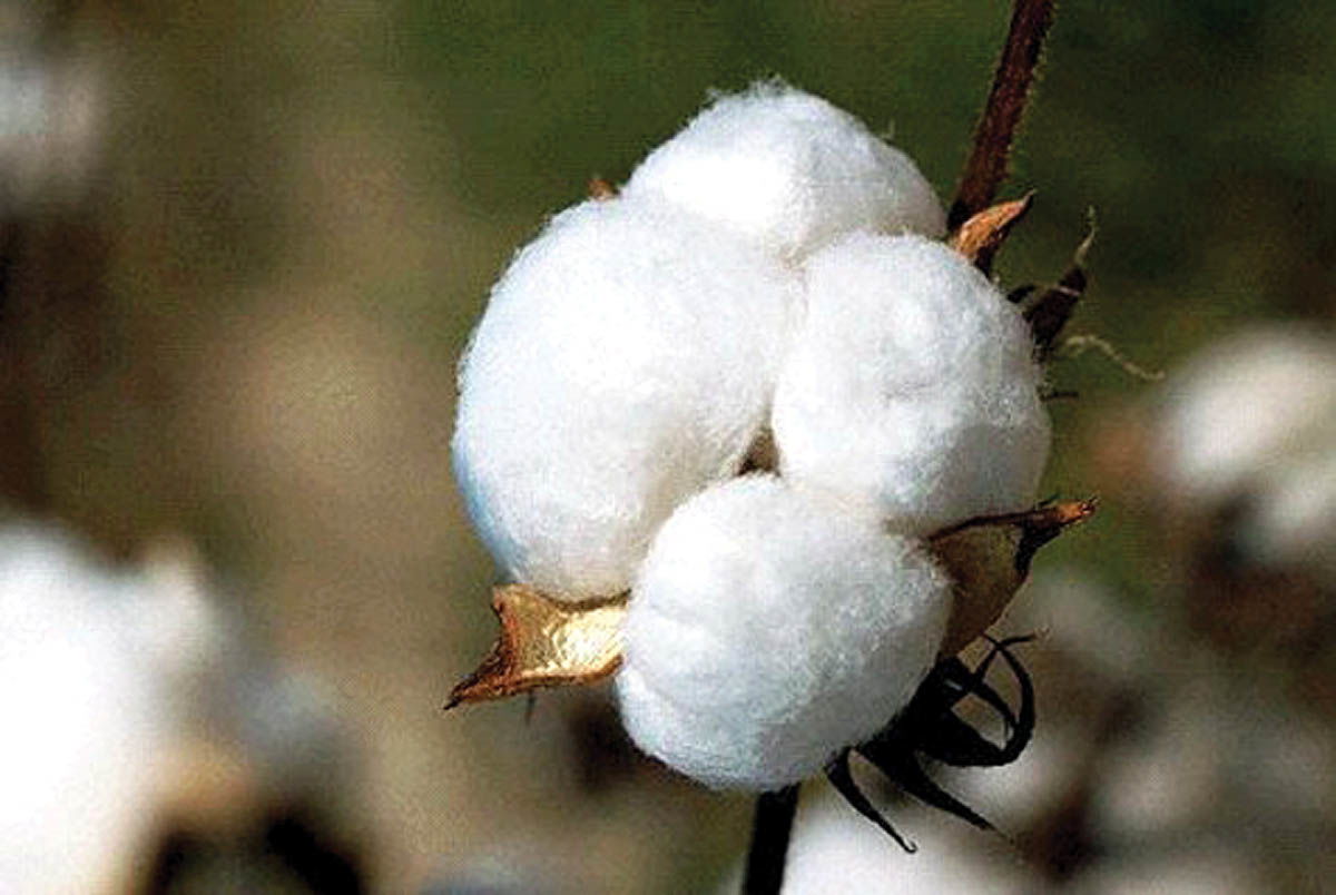 مناظره بر سر پنبه 