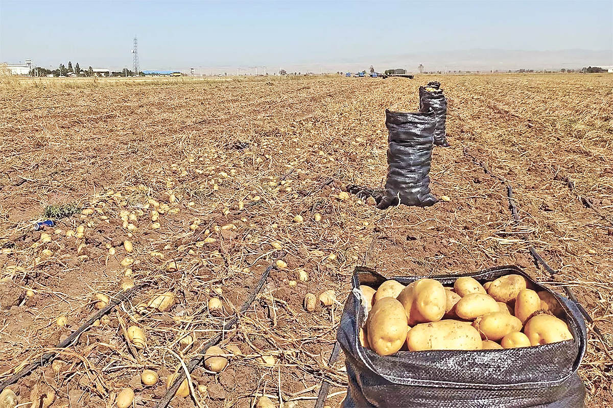 سیب زمینی در گودال فسادپذیری
