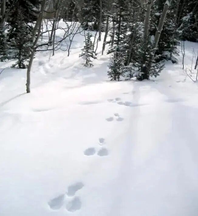 این حیوانات در زمستان «سفید» می‌شوند!