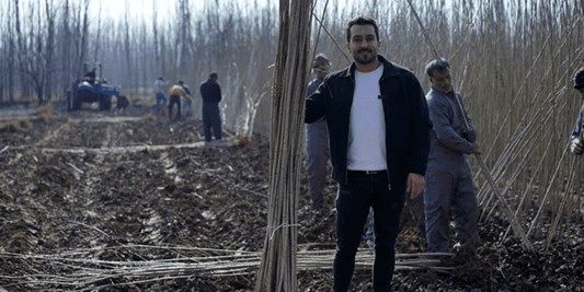 سود خالص 30 میلیاردی با کاشت نهال صنوبر، کمترین ریسک و بیشترین درآمد