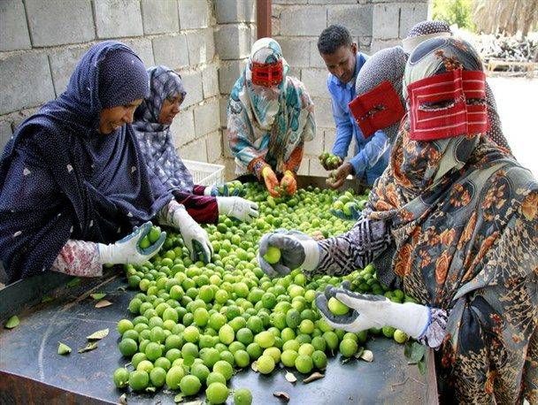 طلای سبزهرمزگان درسفره ایرانیان