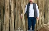 خرید نهال یارانه‌ای جهاد کشاورزی یک ساله تا ۲ ساله فقط با قیمت استثنایی 5 هزار و ۱۵ هزار تومان
