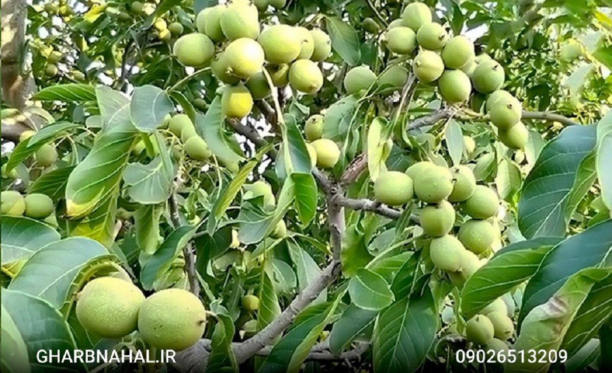 فروش فوری نهال گردو ژنوتیپ مقاوم به سرما به مناسبت 22 بهمن