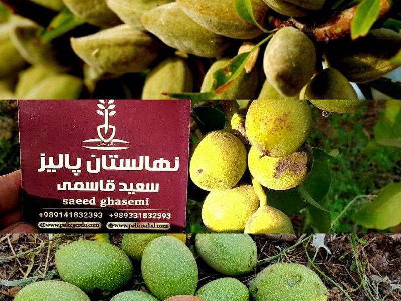 جشنواره عیدانه نهالستان پالیز، انواع نهال میوه+بادام+گردو باتخفیف 50درصدی