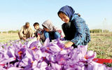 افزایش ۷۳درصدی صادرات زعفران