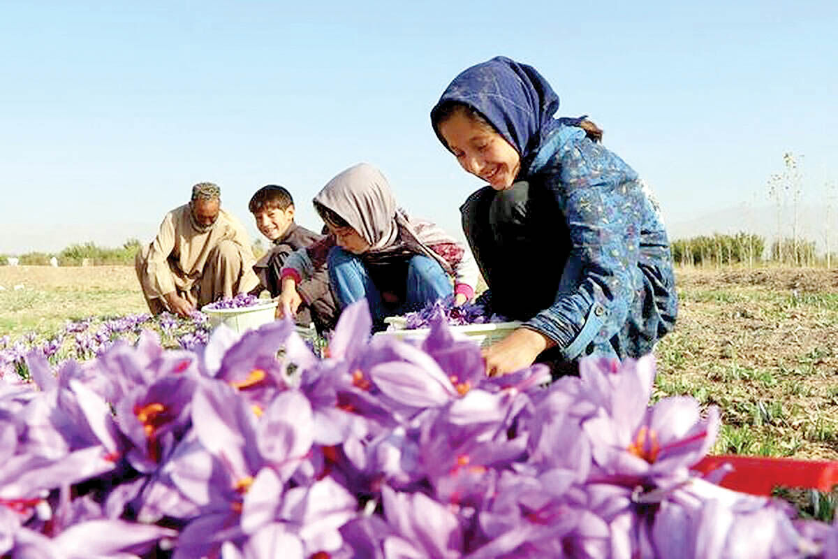 افزایش ۷۳درصدی صادرات زعفران