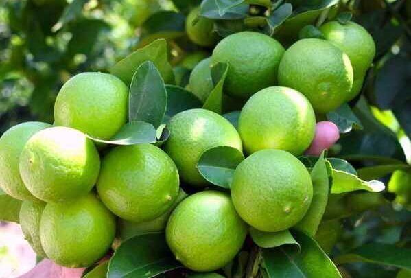 تاثیر معجزه آسای لیمو برای درمان 13 بیماری!
