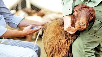 مدیریت بحران در بازار گوشت